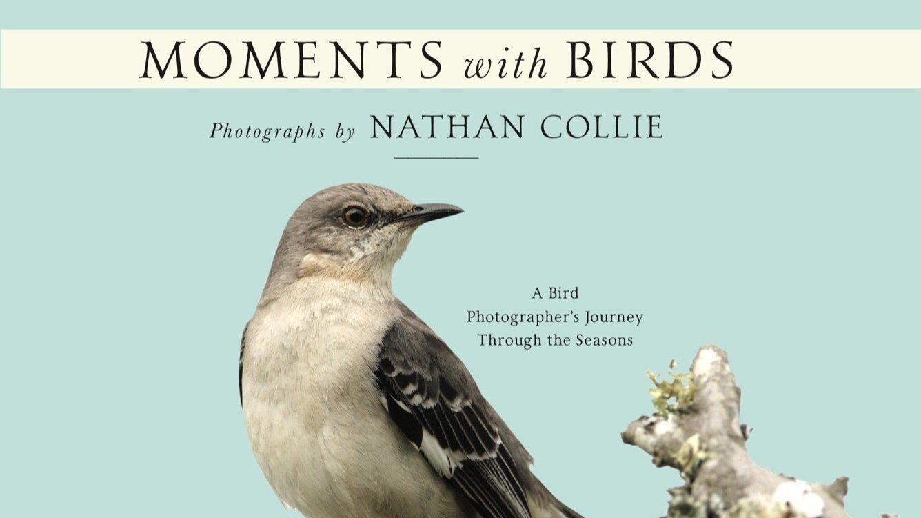 Moments with Birds