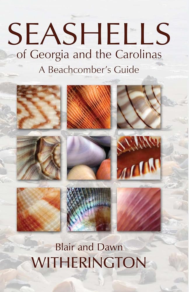 Seashells of Georgia and the Carolinas cover image