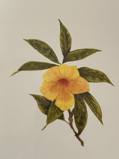 Nola Nash Greeting Card