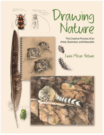 Drawing Nature: The Creative Process of an Artist, Illustrator, and Naturalist by Linda Miller Feltner