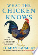 What the Chicken Knows: A New Appreciation of the World's Most Familiar Bird by Sy Montgomery