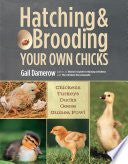 Hatching & Brooding Your Own Chicks