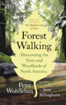 Forest Walking
